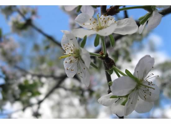 Blooms on a tree near my home. Image taken March 2015.