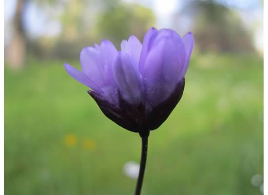 Blue Dick growing wild in my yard, image taken March 2015.