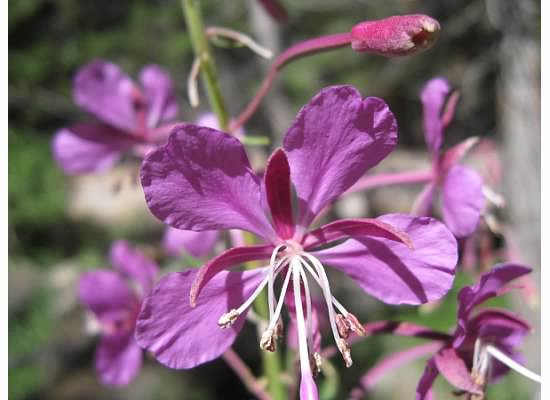 Fireweed, image taken July 2014 at