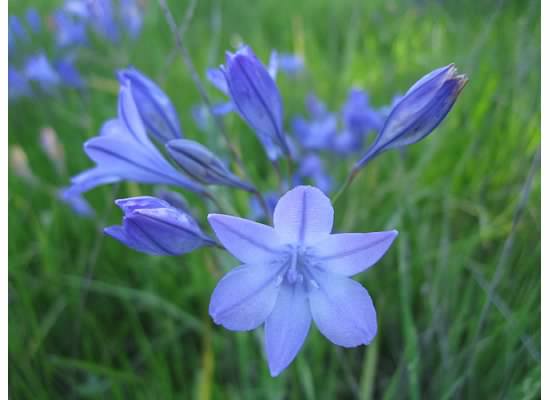 Grassnut (or Ithuriel's Spear) found on the Star Mine trail in Antioch, CA. March 2015.