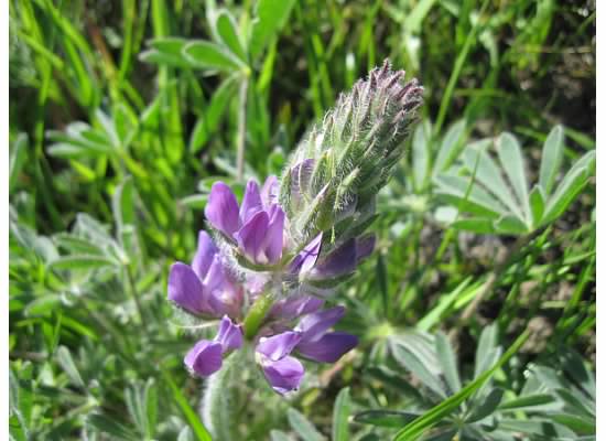 Lupine. Taken on the Stewartville Trail, March 2015.