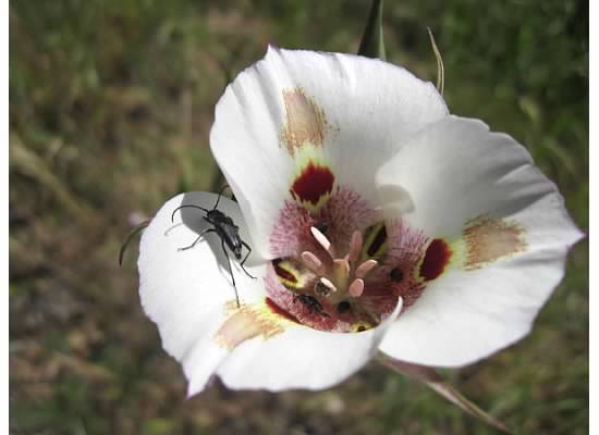 Mariposa Lily, image taken May 2014 along my road.