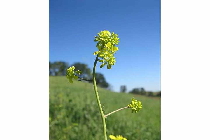 Yellow Field Mustard found on the Star Mine Trail, Antioch, CA. March 2015