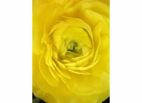 A yellow ranunculus from my bouquet of birthday flowers.