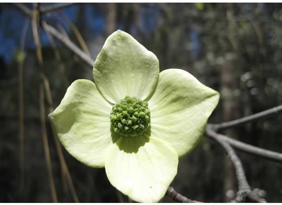 A yellow dogwood in Yosemite Valley.