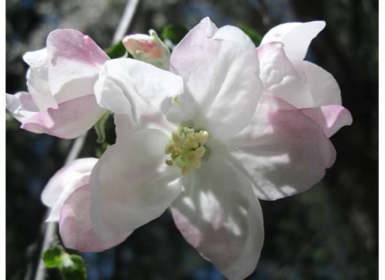 Bloom from a historic apple tree at Curry Village parking lot.