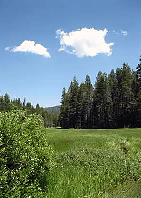 What is the subject of this photo other than to show the beautiful landscape of McGurk Meadow, YNP.  July 2011.