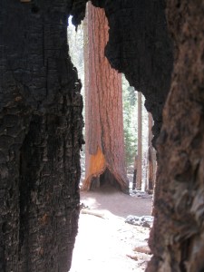 18Apr2015MariposaGrove41