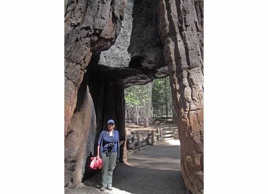 The tree frames the subject.