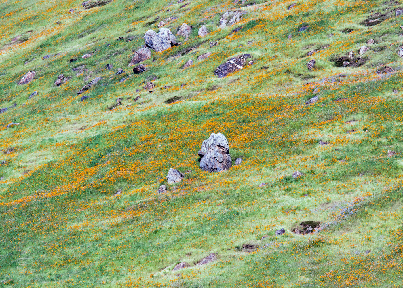 _DSC6450a